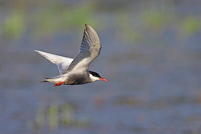 BUITEN BEELD Foto: 450596