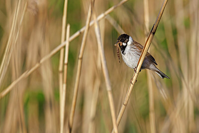 BUITEN BEELD Foto: 450598