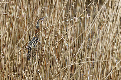 BUITEN BEELD Foto: 450602