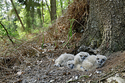 BUITEN BEELD Foto: 450604