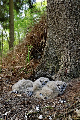 BUITEN BEELD Foto: 450605