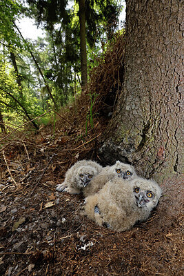 BUITEN BEELD Foto: 450607