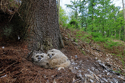 BUITEN BEELD Foto: 450612