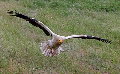 BUITEN BEELD Foto: 450617