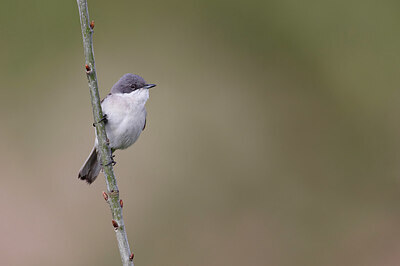 BUITEN BEELD Foto: 450620