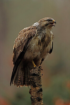 BUITEN BEELD Foto: 450621