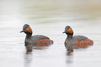 BUITEN BEELD Foto: 450624