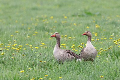 BUITEN BEELD Foto: 450625