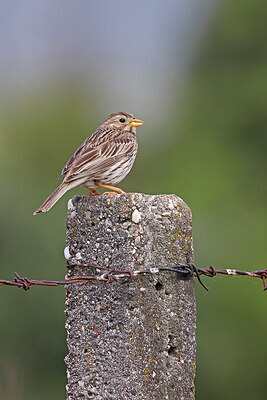 BUITEN BEELD Foto: 450626