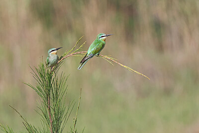 BUITEN BEELD Foto: 450627