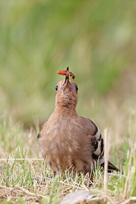 BUITEN BEELD Foto: 450629