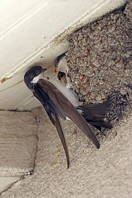 BUITEN BEELD Foto: 450630