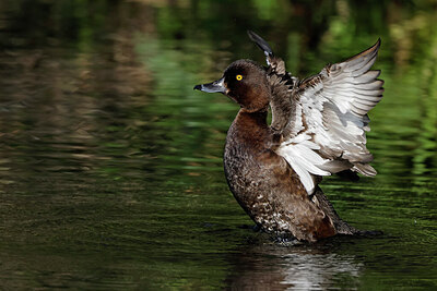 BUITEN BEELD Foto: 450631