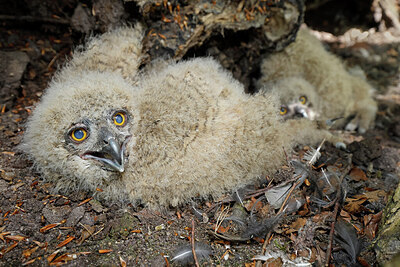 BUITEN BEELD Foto: 450634