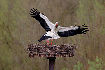 BUITEN BEELD Foto: 450636