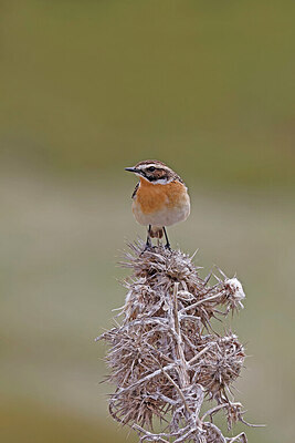BUITEN BEELD Foto: 450637