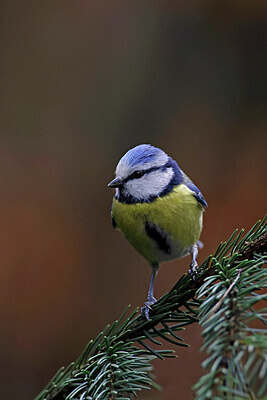 BUITEN BEELD Foto: 450638