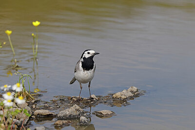 BUITEN BEELD Foto: 450642