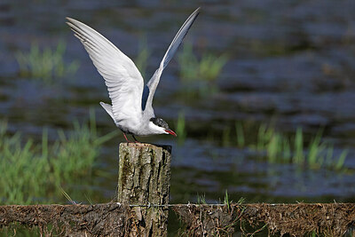 BUITEN BEELD Foto: 450643