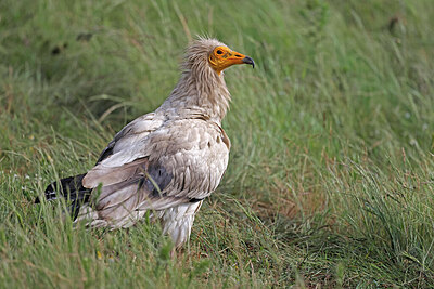 BUITEN BEELD Foto: 450644