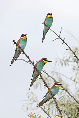 BUITEN BEELD Foto: 450647