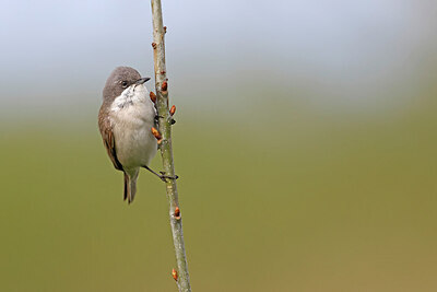 BUITEN BEELD Foto: 450649