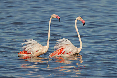 BUITEN BEELD Foto: 450651