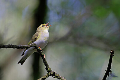 BUITEN BEELD Foto: 450653