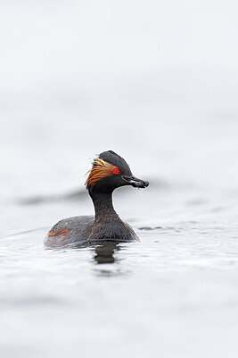 BUITEN BEELD Foto: 450655