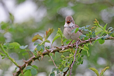 BUITEN BEELD Foto: 450656
