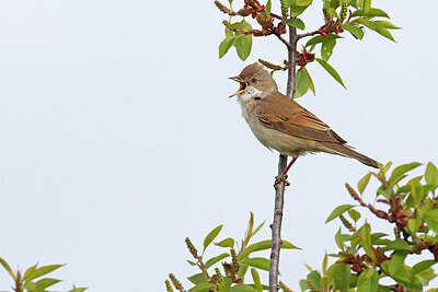 BUITEN BEELD Foto: 450657