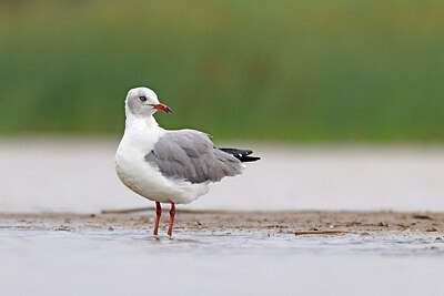 BUITEN BEELD Foto: 450659
