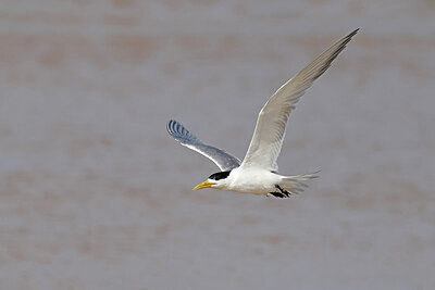BUITEN BEELD Foto: 450660