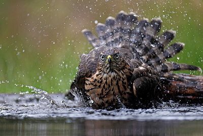 BUITEN BEELD Foto: 450662