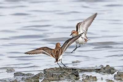 BUITEN BEELD Foto: 450664