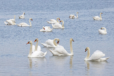 BUITEN BEELD Foto: 450666