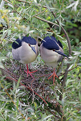 BUITEN BEELD Foto: 450668