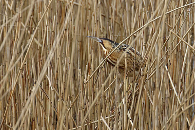 BUITEN BEELD Foto: 450671