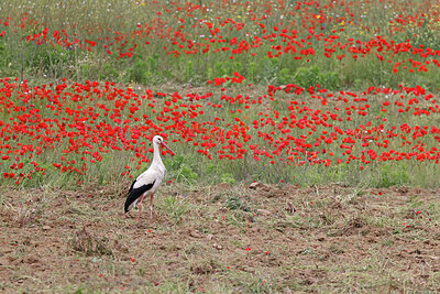 BUITEN BEELD Foto: 450672