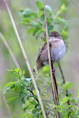 BUITEN BEELD Foto: 450674