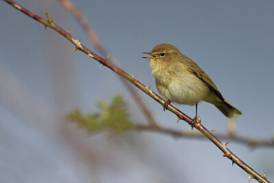 BUITEN BEELD Foto: 450675