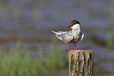 BUITEN BEELD Foto: 450676