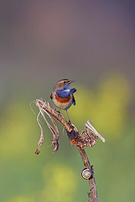 BUITEN BEELD Foto: 450678