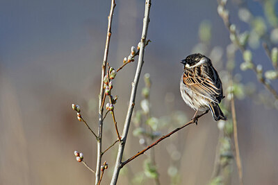 BUITEN BEELD Foto: 450680