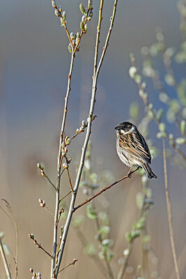 BUITEN BEELD Foto: 450681