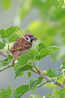 BUITEN BEELD Foto: 450683
