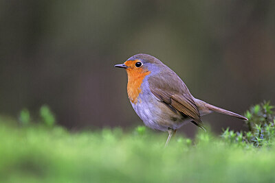 BUITEN BEELD Foto: 450685