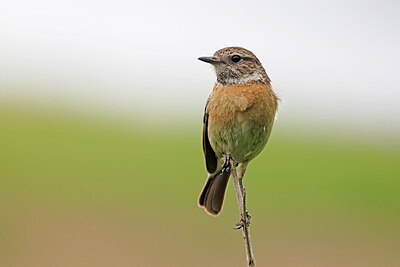 BUITEN BEELD Foto: 450686