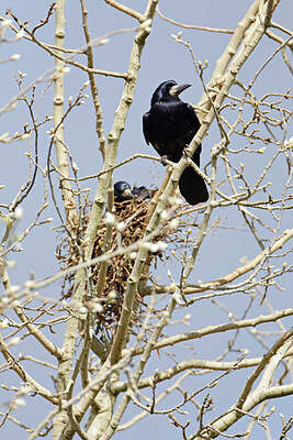 BUITEN BEELD Foto: 450689