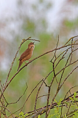 BUITEN BEELD Foto: 450691